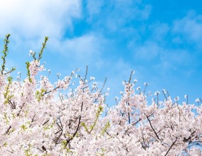 매년 4월이면 벚꽃 축제로 열기가 뜨거운 곳입니다.